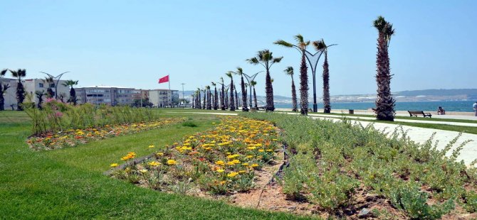 Aliağa Sahilindeki Palmiye ve Yeşil Örgü Tamamlandı