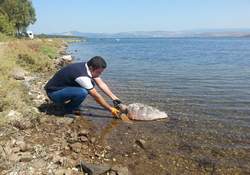 Aliağa'da Ölü Caretta Bulundu