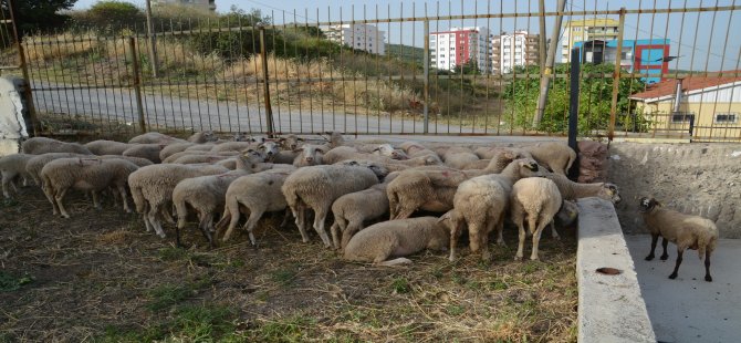 Aliağa’da ’Kuzu’ Operasyonu