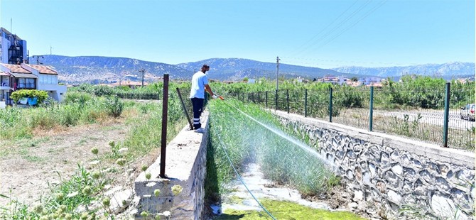 İklim krizi sivrisinek popülasyonunu artırdı