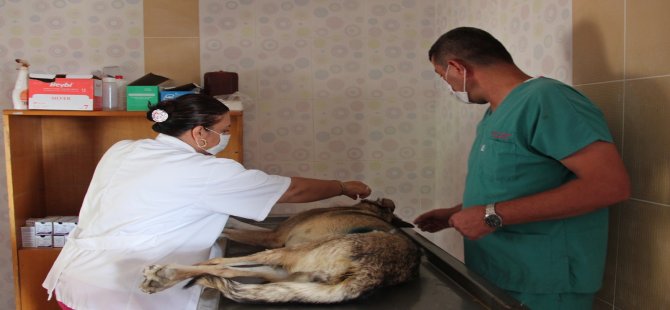 Bergama Belediyesi Can Dostlara Sahip Çıkıyor