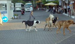 Foça'da KÖPEK Sorunu