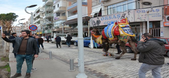 Menemenliler Develerle Selfie Yaptı