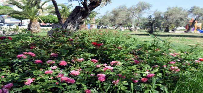 Zeytinli Park Güllerle Donatıldı