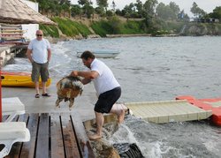 Foça'da Caretta Caretta Öldü