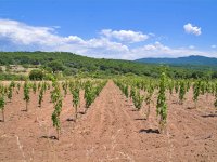 Bergama’nın geleneksel üzümleri yeniden canlanıyor