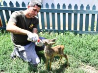 Doğal Yaşam Parkı'nın sevimli misafiri biberonla besleniyor