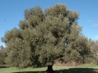 Karayolları’ndan ‘Zeytin Ağaçlarını Kesin’ Çağrısı